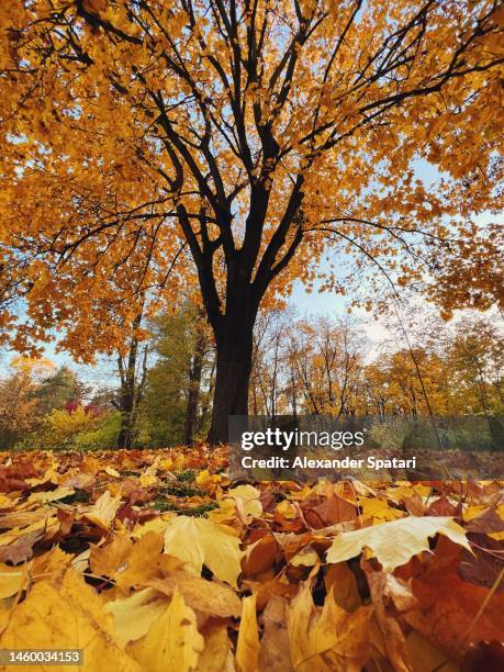 low wide angle view of maple tree with yellow autumn leaves - maple tree stock pictures, royalty-free photos & images