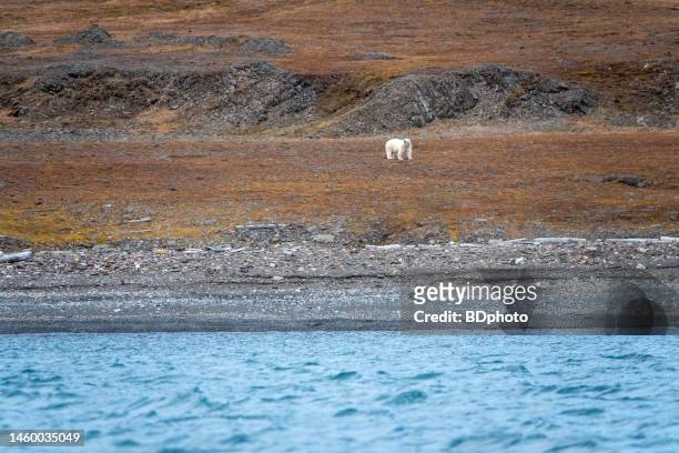 female polar bear - svalbard islands stock pictures, royalty-free photos & images