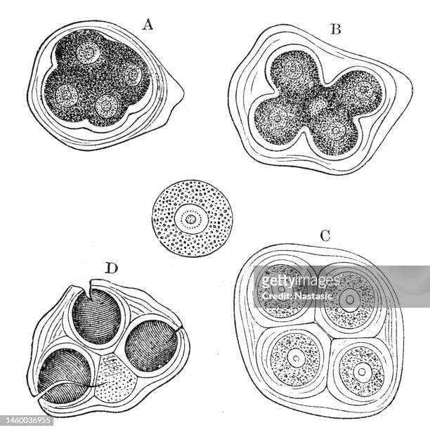 entwicklung der pollenkörner von althaea rosea - moschus kürbis stock-grafiken, -clipart, -cartoons und -symbole