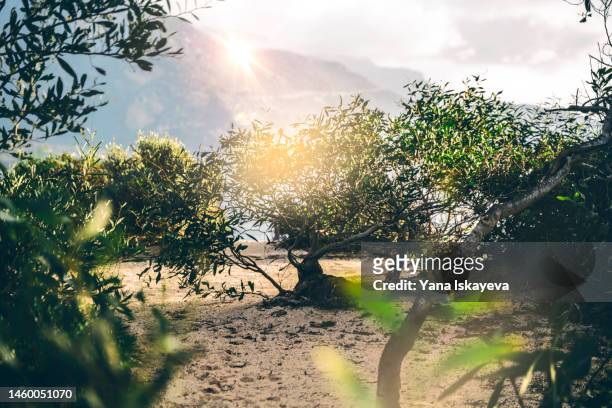 a peek from the greek olive trees, sunlit and lush foliage - ramo di ulivo foto e immagini stock