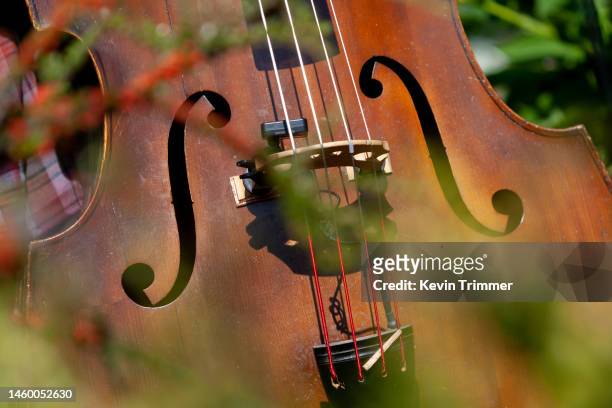 double bass in the garden - concert icon stock pictures, royalty-free photos & images