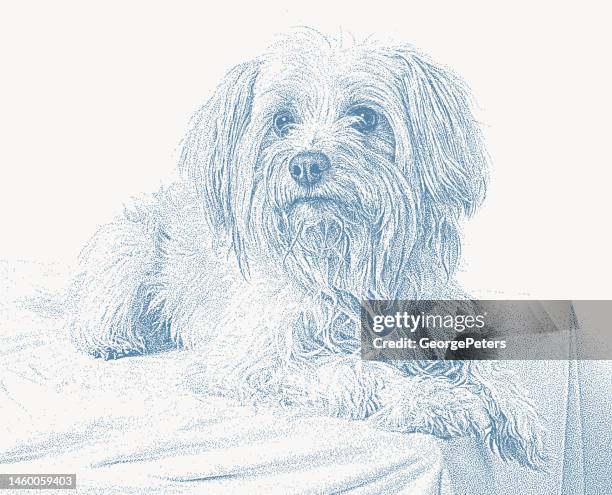 yorkipoo mixed breed dog hoping to be adopted - yorkshire terrier stock illustrations