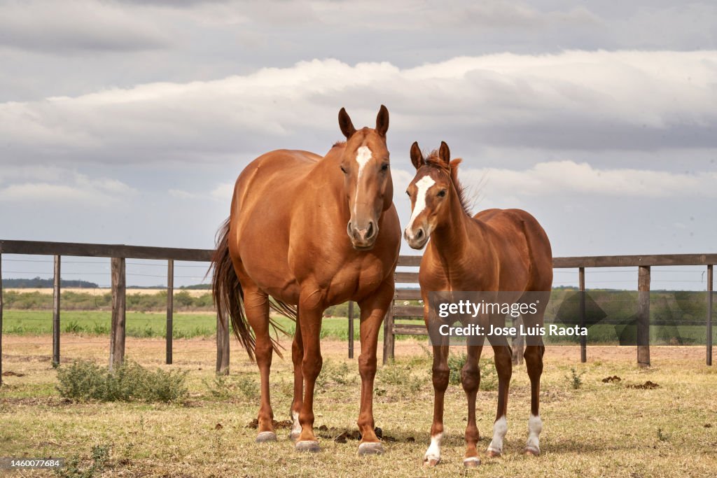 Foal And Mare Grazing