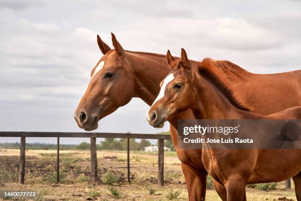 liver quarter horse mare, in a field of oats - palomino quarter horse photos et images de collection
