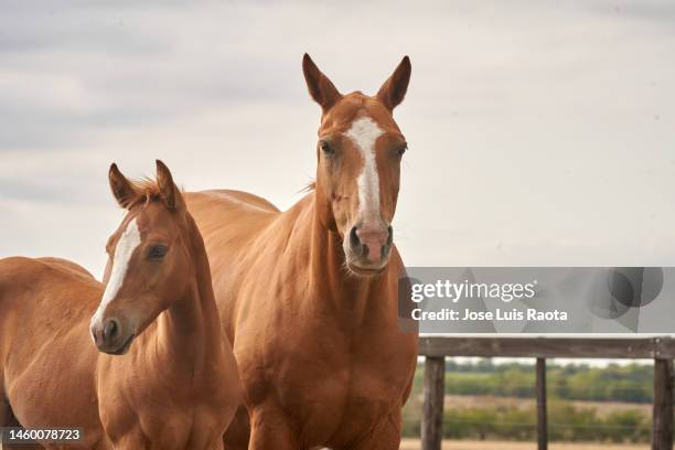 two brown quarter horses in a field - paard stockfoto's en -beelden