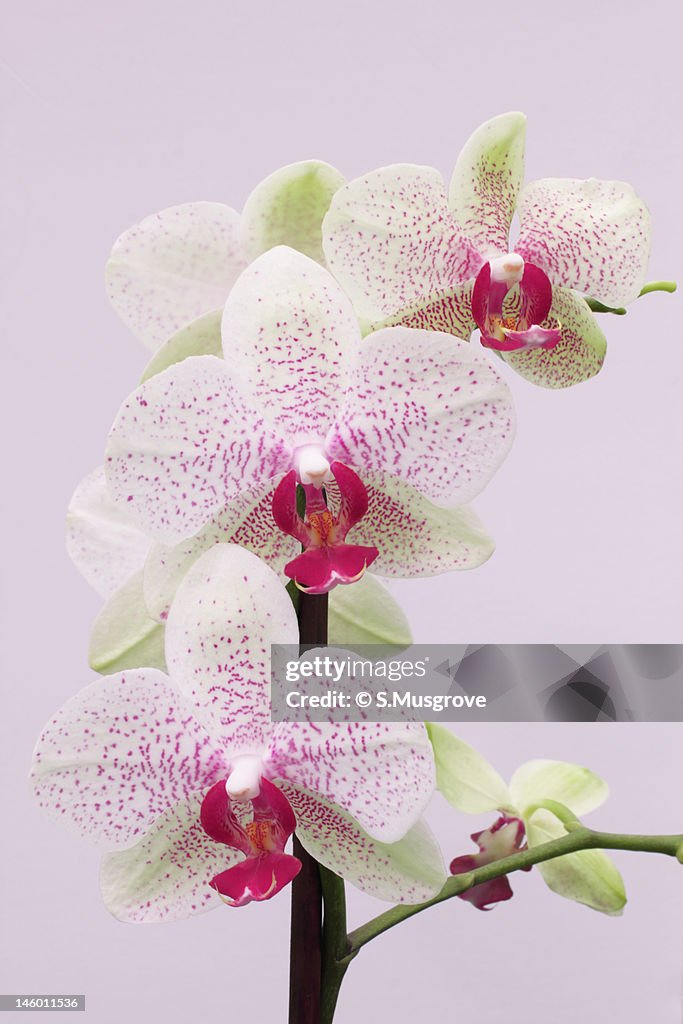 Phalaenopsis orchid on white