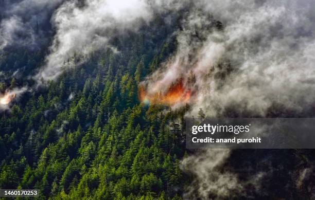 forest fire - incendio forestal fotografías e imágenes de stock