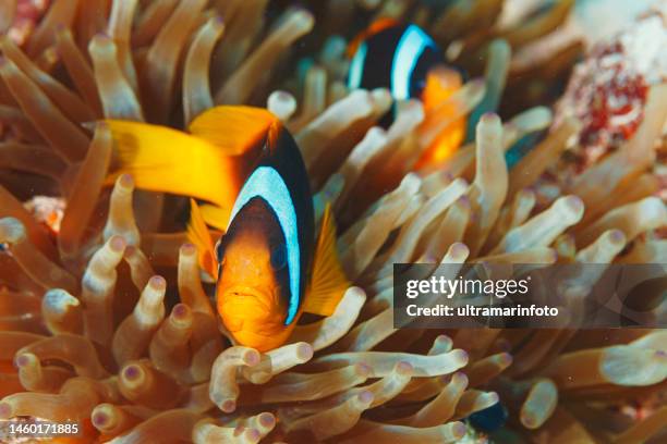 sea life. coral reef underwater scene with anemone and anemonefish fish  clownfish. scuba diver point of view. - snorkling red sea stock pictures, royalty-free photos & images