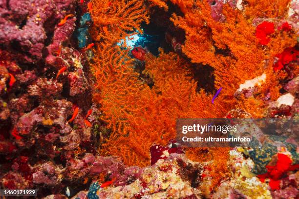 scuba diving  in underwater cave sea life  coral reef  prickly alcyonarian - dendronephthya sp.  hot orange soft coral - gorgonia sp stock pictures, royalty-free photos & images