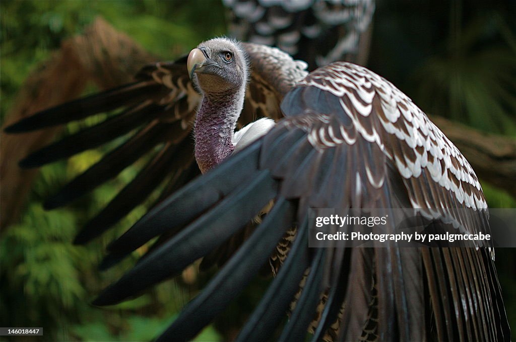 Vulture spreading wings