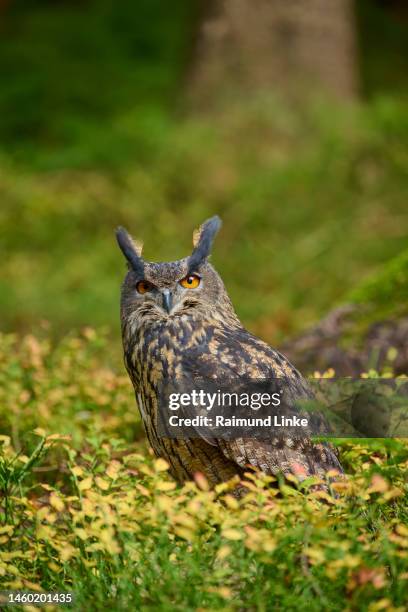 eagle owl (bubo bubo), in forest - eurasian eagle owl stock pictures, royalty-free photos & images