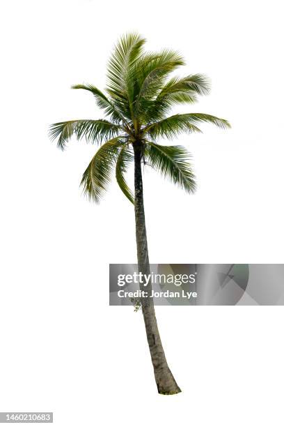 close-up of coconut palm tree against white background - palm tree stock pictures, royalty-free photos & images