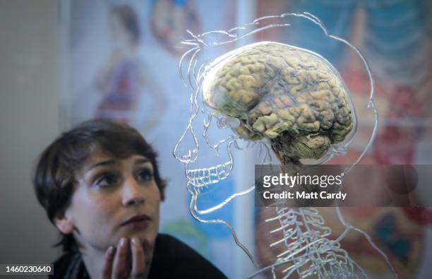Real human brain is displayed as part of a exhibition at the @Bristol attraction on March 10, 2011 in Bristol, England. The Real Brain exhibit -...