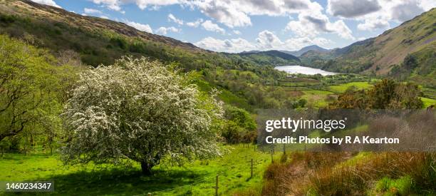 Snowdonia Spring Snowdonia Flowers Photos and Premium High Res Pictures - Getty Images