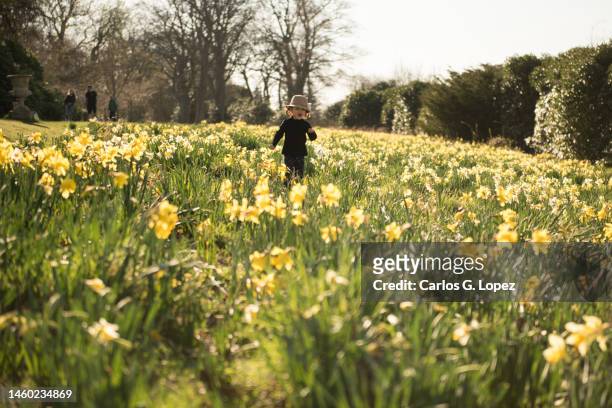 child wearing a flowery hat running across a field of daffodils in a sunny day in edinburgh, scotland, uk - level 5 stock pictures, royalty-free photos & images