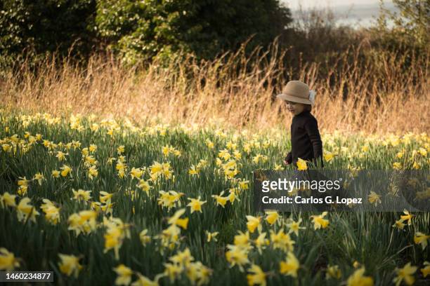 a child wearing a flowery hat walks through a field of daffodils in edinburgh, scotland, uk, in a sunny day - field of daffodils 個照片及圖片檔