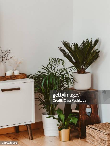 different indoor plants in living room with decorations - ornate house furniture stock pictures, royalty-free photos & images