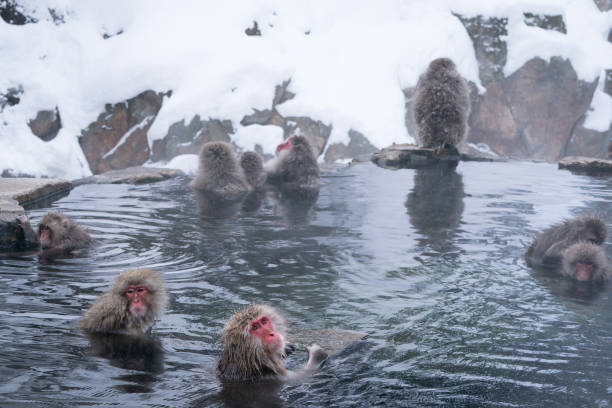 JPN: Japanese Macaque Monkeys Bathe In Hot Springs