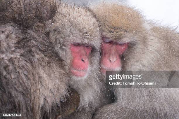 Macaque monkeys are seen at the Jigokudani Yaen-koen wild macaque monkey park on January 28, 2023 in Yamanouchi, Nagano, Japan. The area, known as...