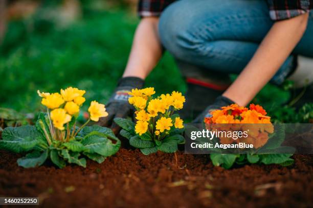 donna che pianta fiori colorati nel suo giardino in primavera - giardino pubblico orto foto e immagini stock