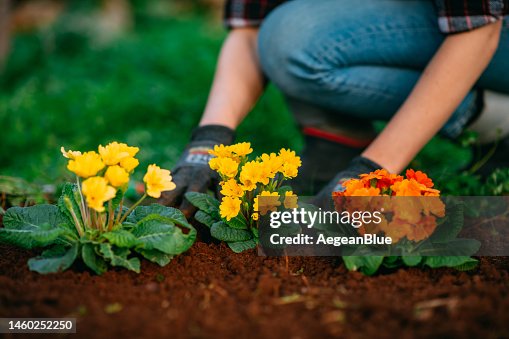 Woman Planting Colorful Flowers in Her Garden in Spring