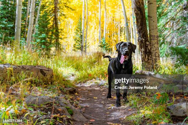 cute black labrador puppy with his long tonge hanging out, waiting for his master to catch up while hiking on a trail in autumn - labrador retriever stock pictures, royalty-free photos & images