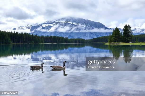 two jack lake and mt rundle, banff national park, canada - kanadagans stock-fotos und bilder