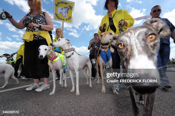 People participate with their greyhounds on June 9, 2012 in front the European Parliament in Strasbourg, eastern France, in an international march...