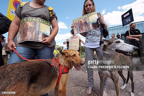 People participate with their greyhounds on June 9, 2012 in front the European Parliament in Strasbourg, eastern France, in an international march...
