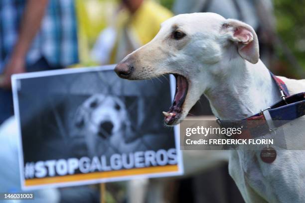 Greyhound is seen on June 9, 2012 in front the European Parliament in Strasbourg, eastern France, during an international march against the abuse of...