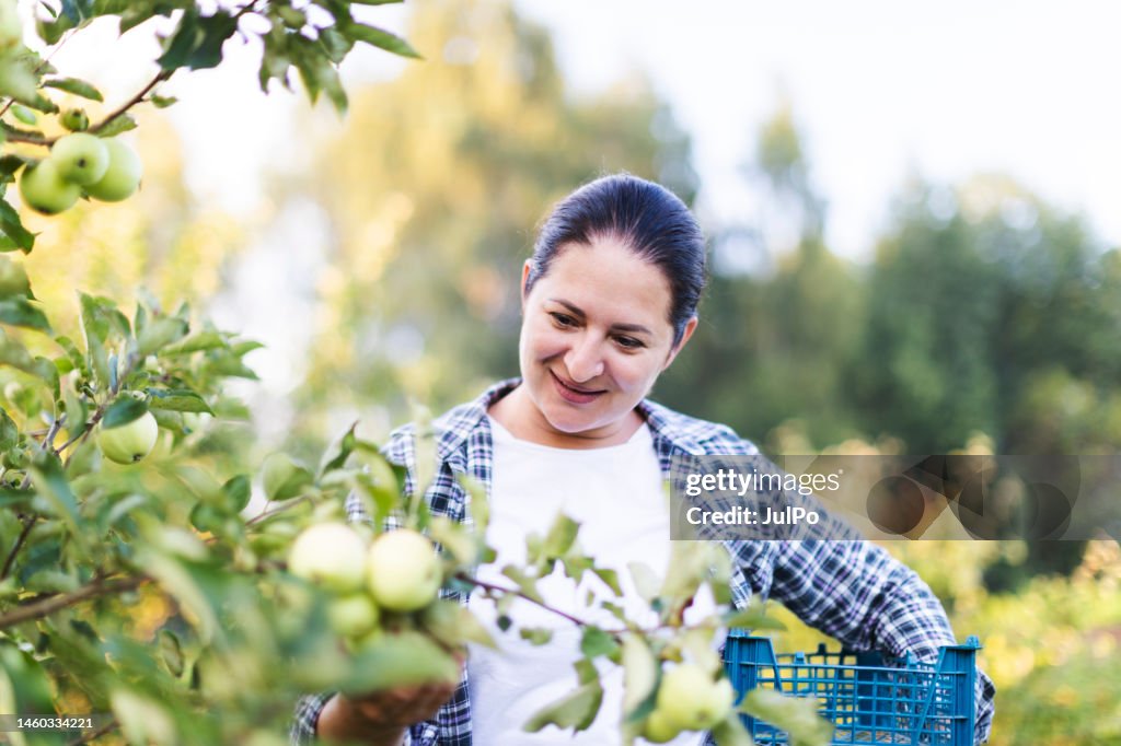 Agricultora recogiendo manzanas en huerto frutal