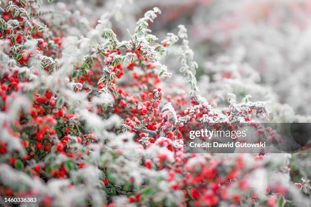 frozen red berries - cotoneaster horizontalis stock pictures, royalty-free photos & images