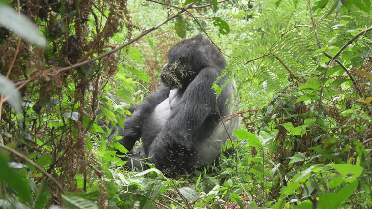 Selver Back 101 Silverback Gorilla Strength Stock Videos, Footage, & 4K Video Clips ...