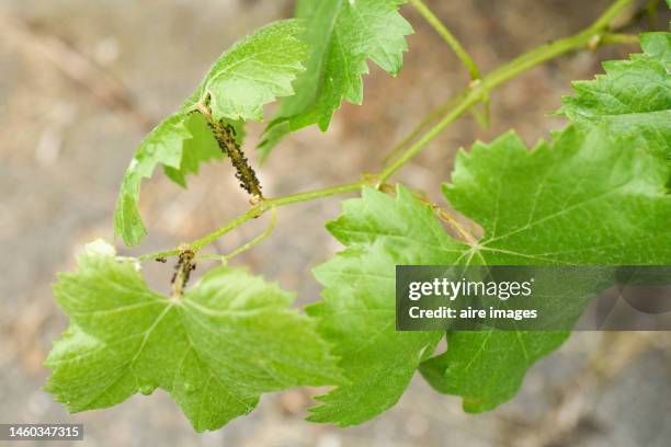 high angle close-up of the branch of a vine with green leaves, with some ants on it, without people - aphid stock-fotos und bilder