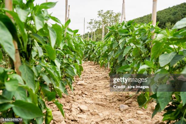 bushes in a large crop of peppers in a row in an agricultural field, front view, without people. - bell pepper field stock pictures, royalty-free photos & images