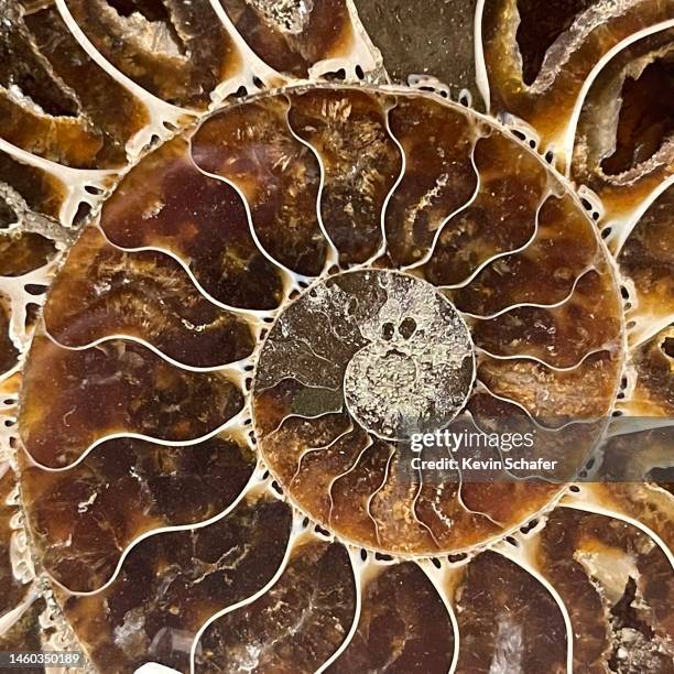 Half A Shell 23 Half A Nautilus Shell Stock Photos, High-Res Pictures, and Images ...