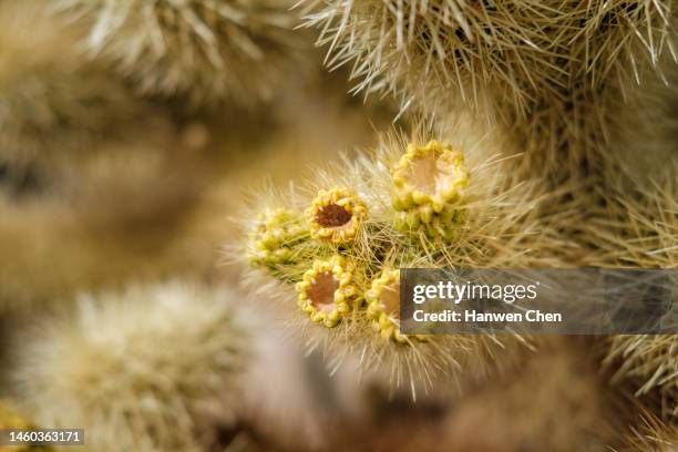 cactus flower - cactus cholla fotografías e imágenes de stock