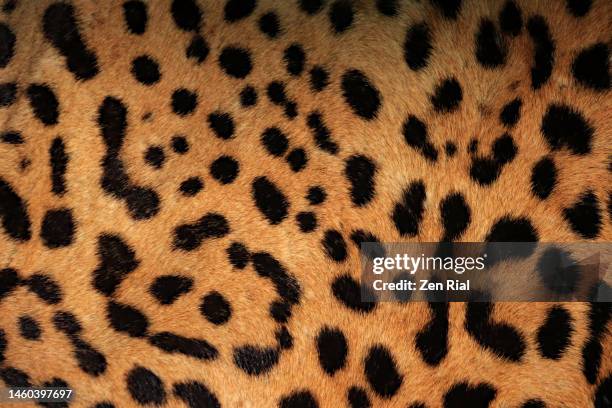 jaguar fur close-up - pelo de animal fotografías e imágenes de stock