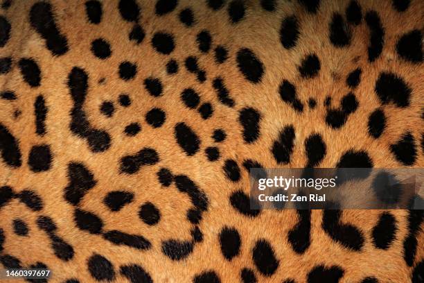 jaguar fur close-up - fur stock pictures, royalty-free photos & images