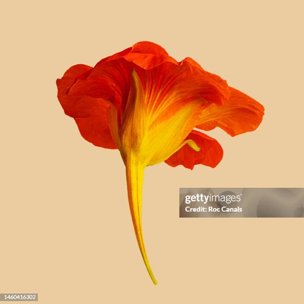 tropaeolum majus - hibiscus stockfoto's en -beelden