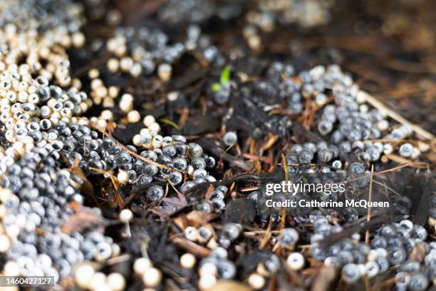 dung loving bird's nest fungi - scatter stock-fotos und bilder