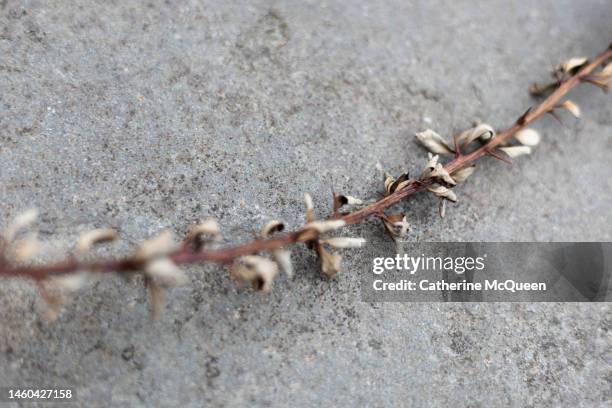 drying branch of japanese barberry bush on slate background - famiglia delle berberidacee foto e immagini stock