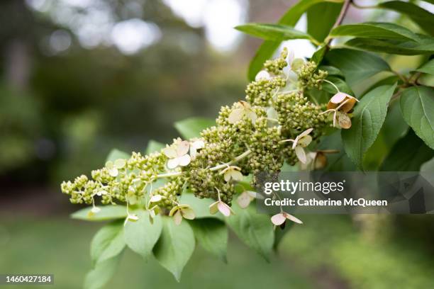 limelight hydrangea tree blossom in early autumn - panicle hydrangea stock pictures, royalty-free photos & images