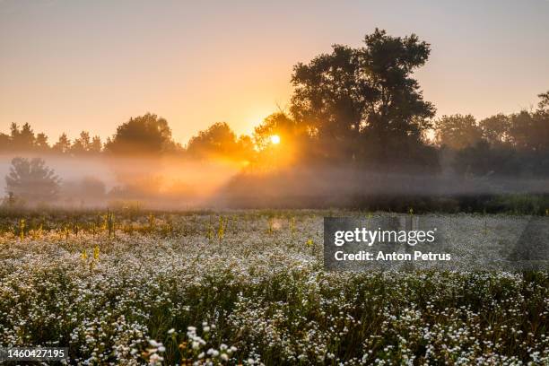 foggy dawn in a forest glade with flowers. summer landscape - spring flowing water stock pictures, royalty-free photos & images