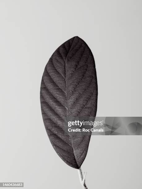 leaf - high contrast stock pictures, royalty-free photos & images