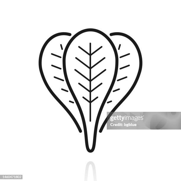 spinach. icon with reflection on white background - spinach stock illustrations
