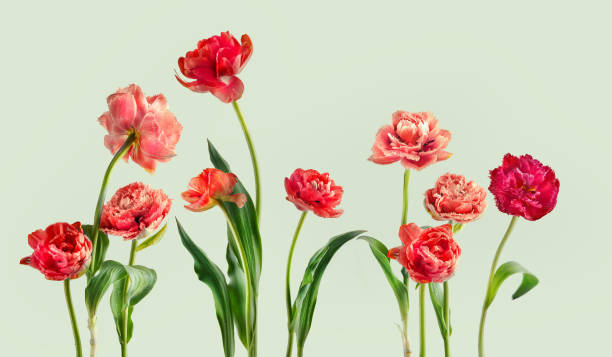 beautiful red tulip border at light green background - fleur  photos et images de collection