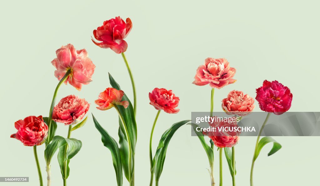 Beautiful red tulip border at light green background