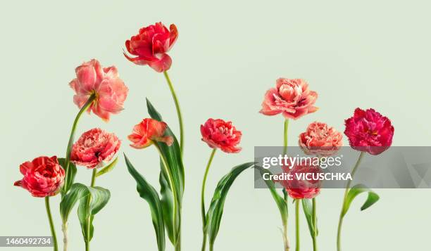 beautiful red tulip border at light green background - bloemen stockfoto's en -beelden