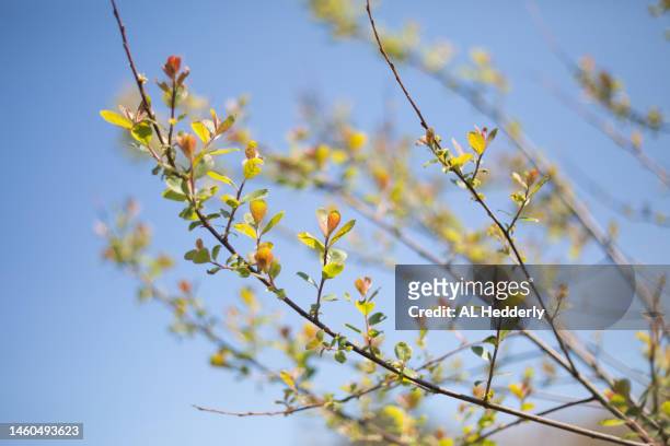 water sprouts on a goat willow tree - willow stock pictures, royalty-free photos & images